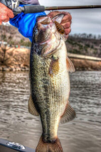 big-bass-get-shallow-in-warmer-muddy-water-in-early-spring-600px.jpg