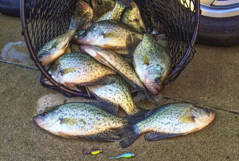 Master Shooting Docks for Crappie Wired2Fish