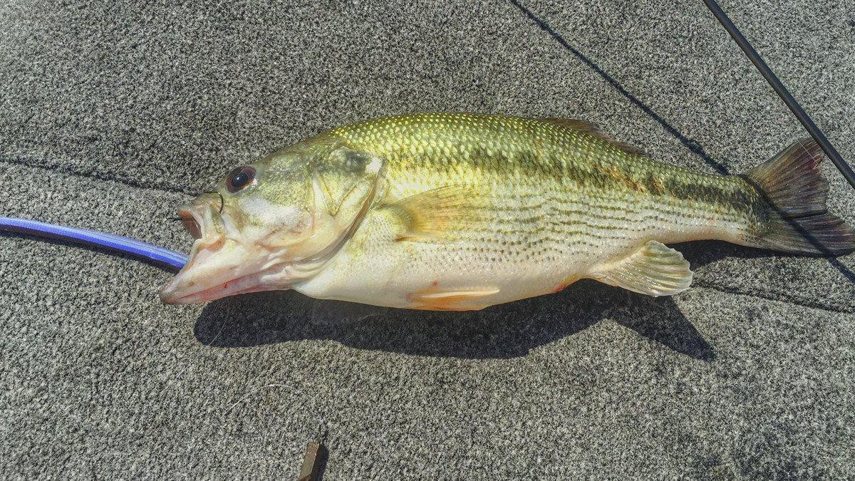 Zoom Z3 Hand Poured Swamp Crawler Review - Wired2Fish