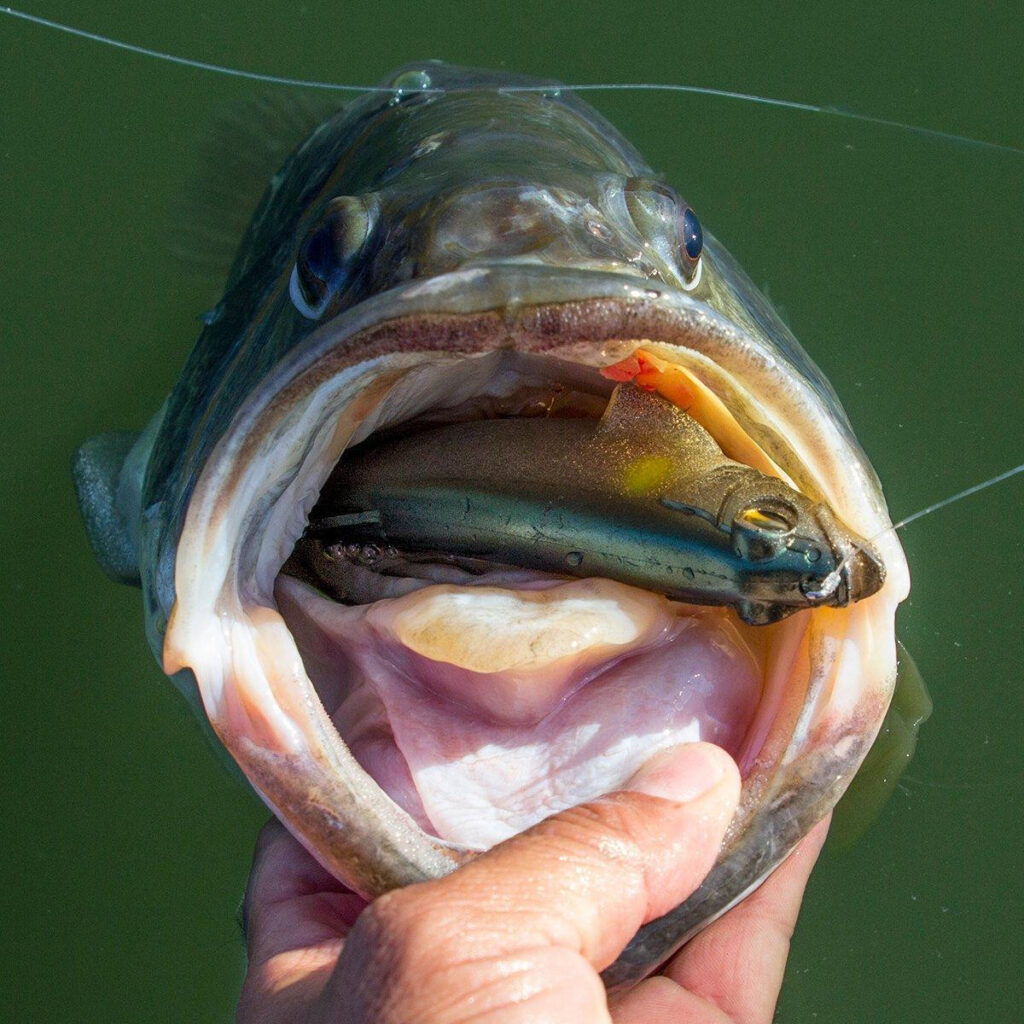 Megabass Magdraft Swimbait Review Wired2fish