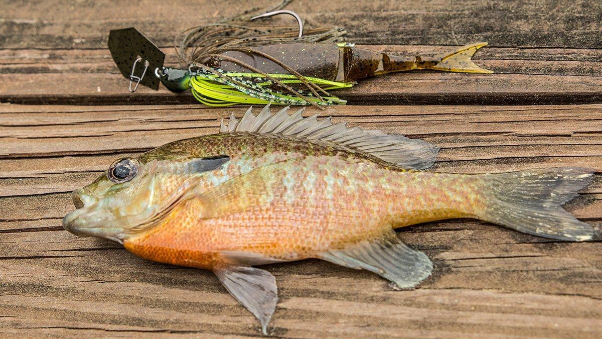 5 Common Chatterbait Mistakes to Avoid Wired2Fish