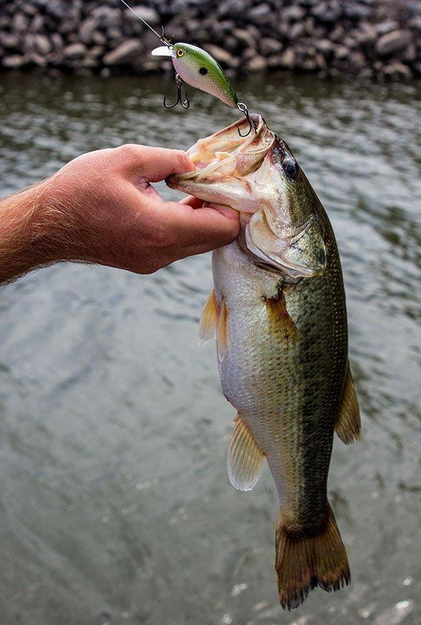 Cranking River Rip Rap in the Fall - Wired2Fish