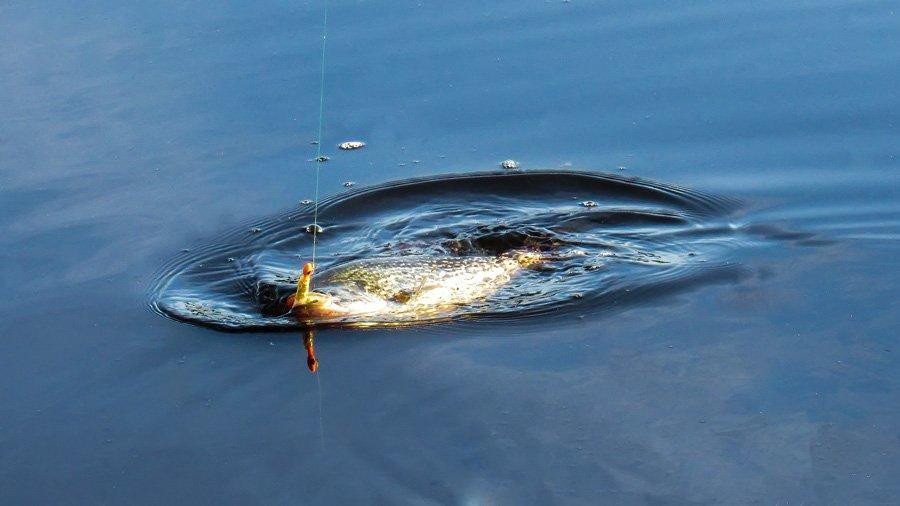 How to Catch Crappie with Casting Jigs Wired2Fish