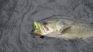 Consider Crappie Lures for Stubborn Bass - Wired2Fish
