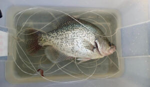 new-york-record-crappie-brought-in-for-verification.jpg