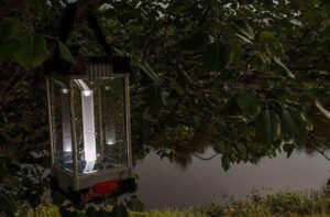 zippo-rugged-lantern-hanging-in-tree.jpg