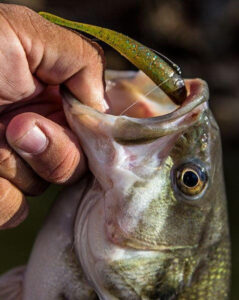 spotted-bass-on-twitchtail-minnow.jpg