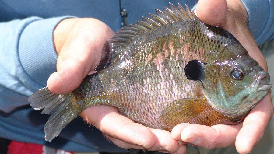 Make Your Own Bluegill Fishing Baits at Home - Wired2Fish