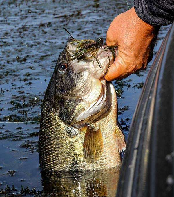 How to Fish Grass for Bass - Wired2Fish