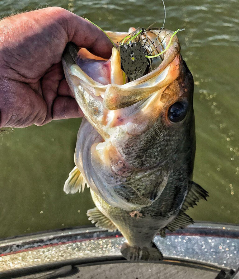 5 Common Chatterbait Mistakes to Avoid Wired2Fish
