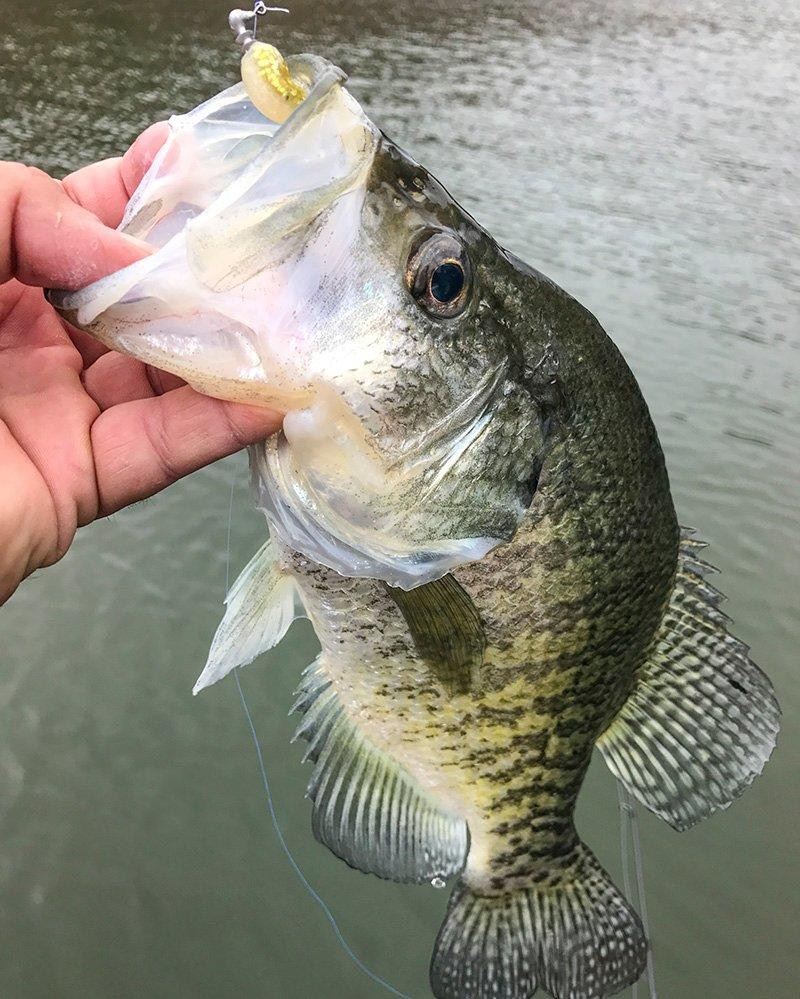 Why I Only Use One Crappie Fishing Plastic - Wired2Fish