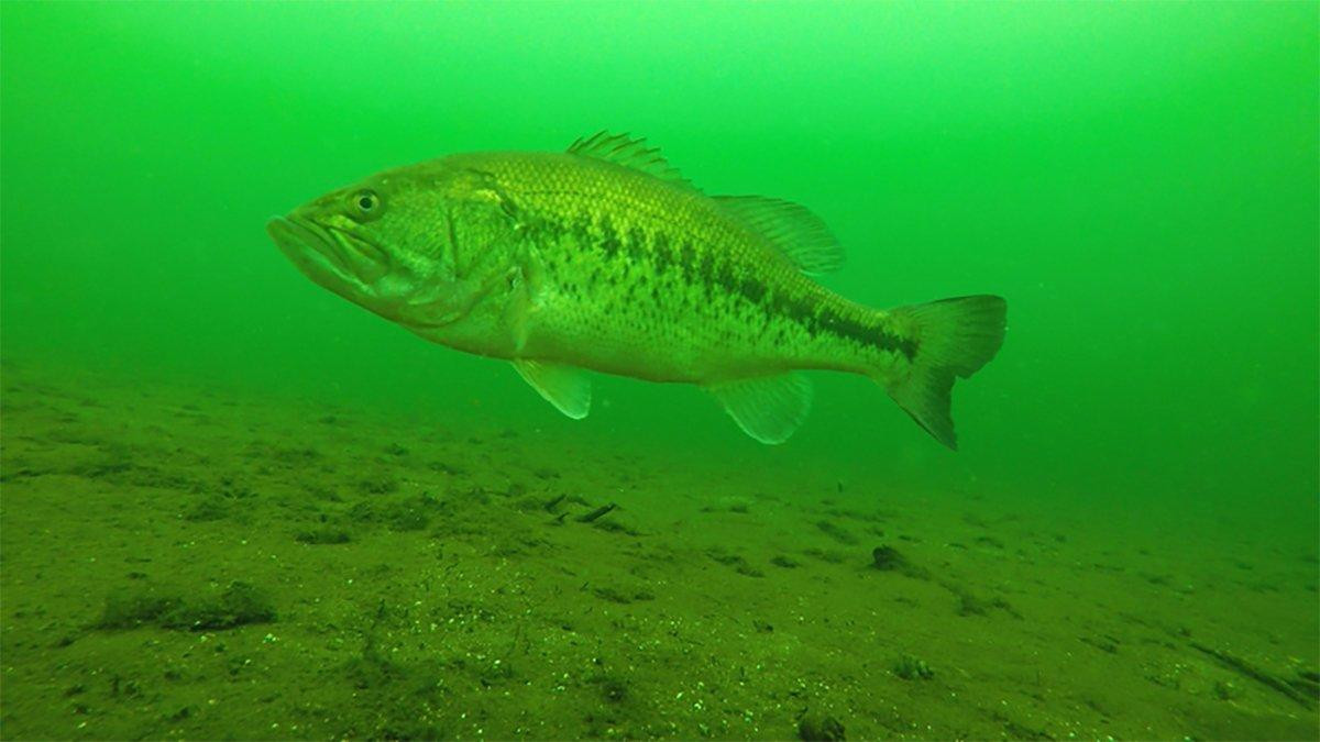 Break Lines are Pond Bass Magnets - Wired2Fish