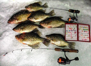 good-catches-of-crappie-are-possible-on-super-light-ice-fishing-jigs.jpg