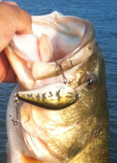 5 Shallow Crankbaits for Bass Fishing in 2010 - Wired2Fish