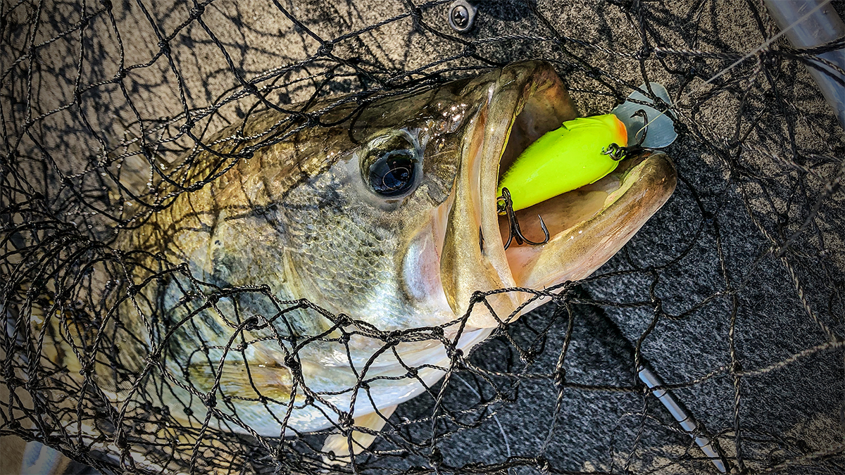 largemouth bass in a landing net with crankbait in mouth