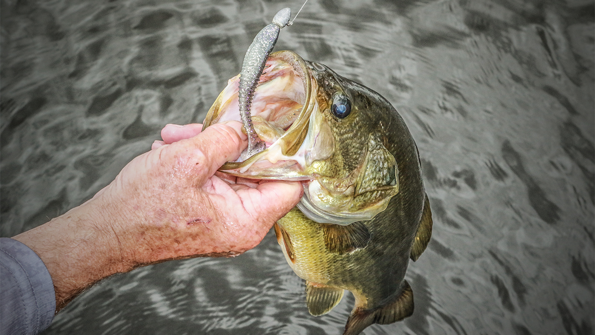 bass with swimbait in mouth