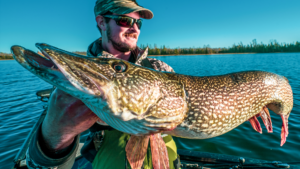 Catch More Fall Pike and Musky | Lures and Live Bait Tactics