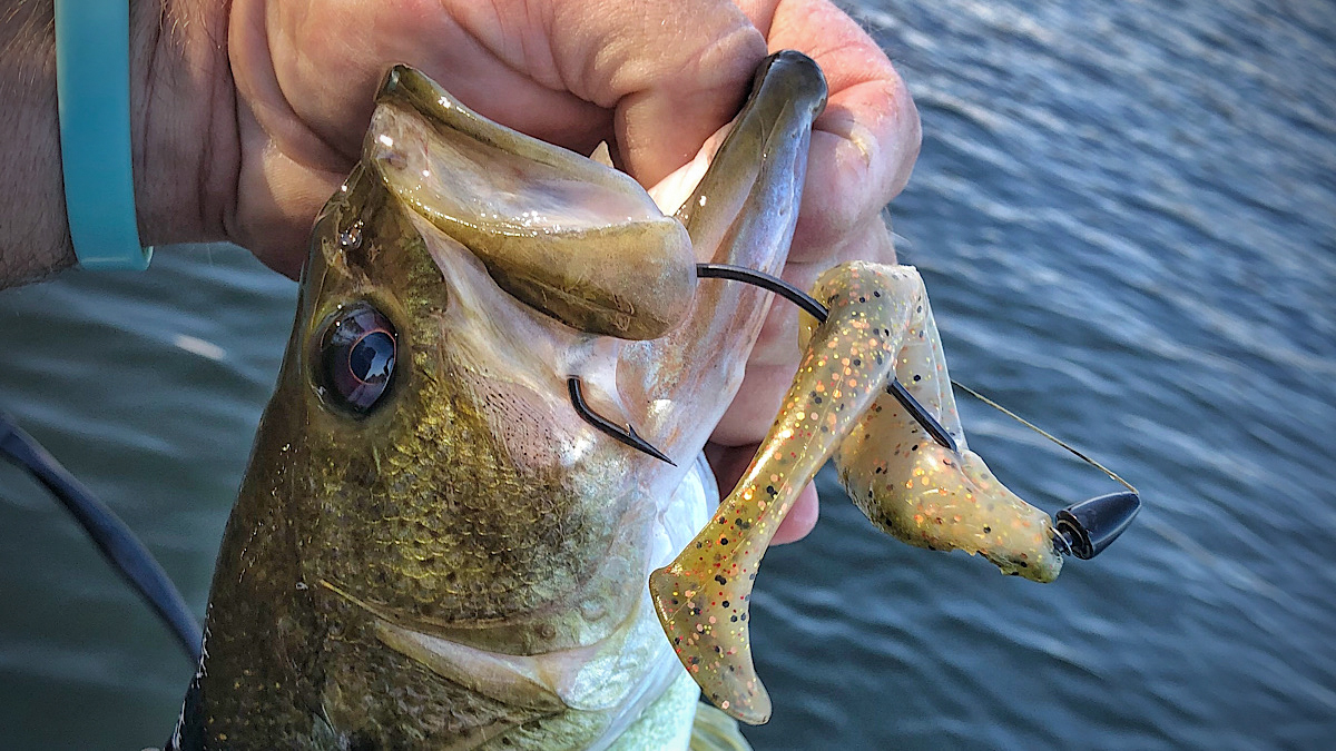 bass with swimbait in mouth