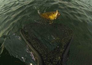 big-smallmouth-in-the-net.jpg