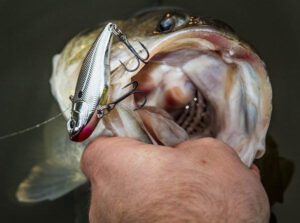 spro-aruku-shad-in-bass-mouth.jpg