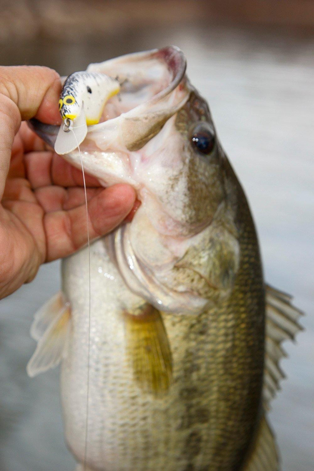 PH Custom Lures Dollar Bill Crankbait Review Wired2Fish