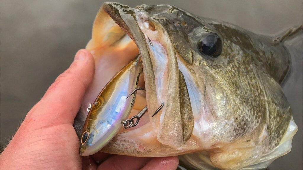 Leurre Storm Arashi Silent Square 5 – Crankbait Circuit Board – Pour Bass, Profondeur 5 Pieds