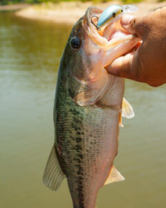 Louisiana Fly Fishing: Finesse for success for spawning bass