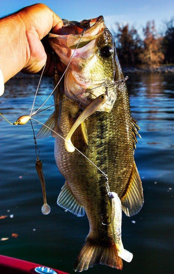 7 Tips on How to Fish for Bass with Umbrella Rigs Wired2Fish