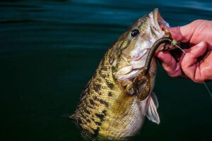 big-spotted-bass-from-power-generation-lake.jpg