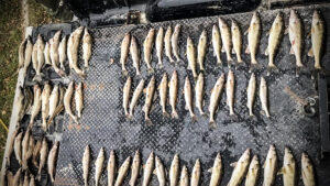 Anglers Busted with 48 Fish over Legal Limit
