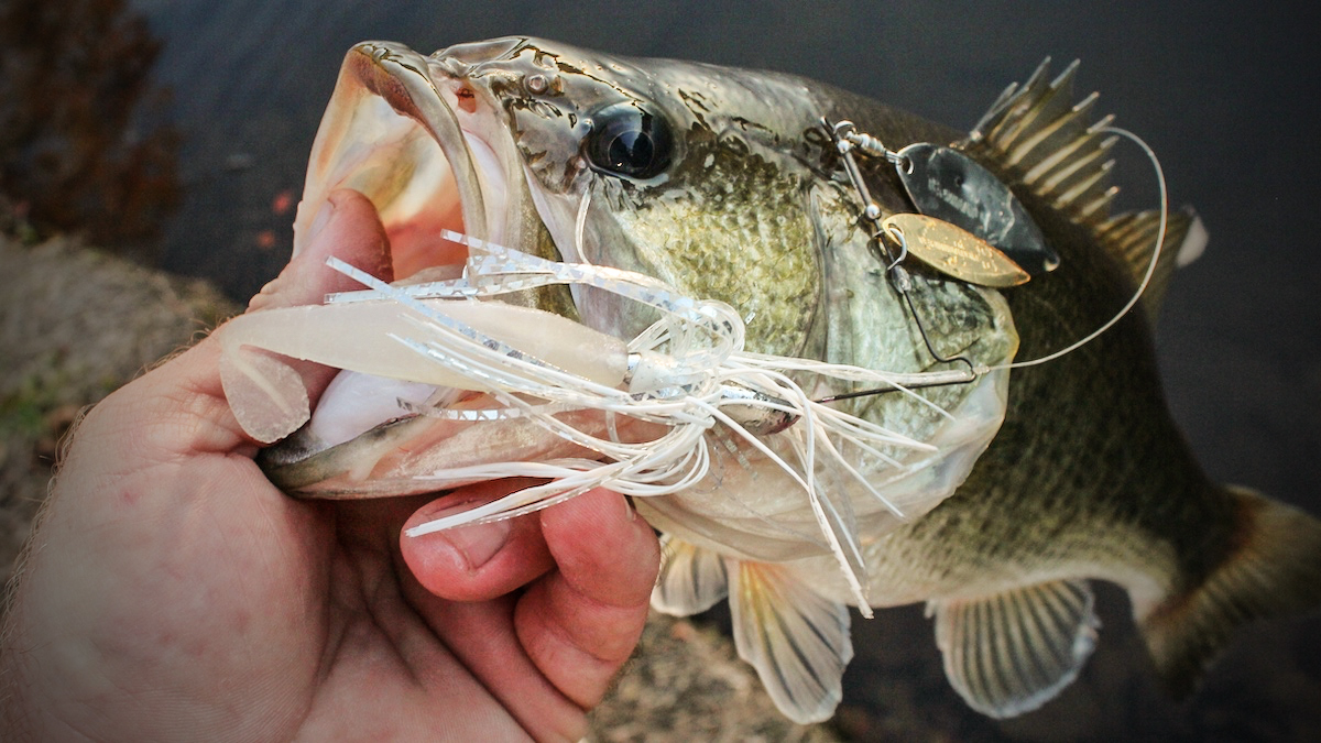 largemouth bass with spinnerbait in mouth