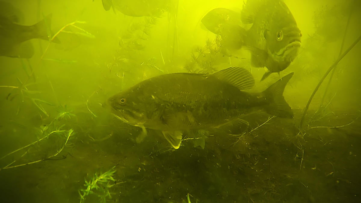 largemouth bass underwater