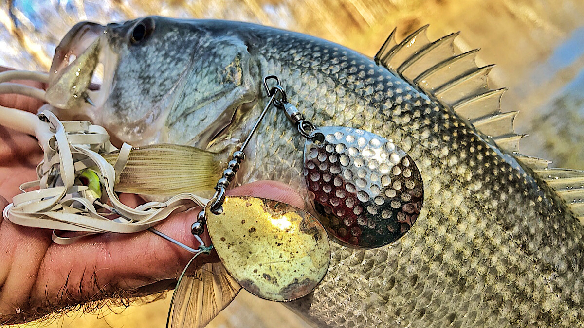 spinnerbait in bass mouth