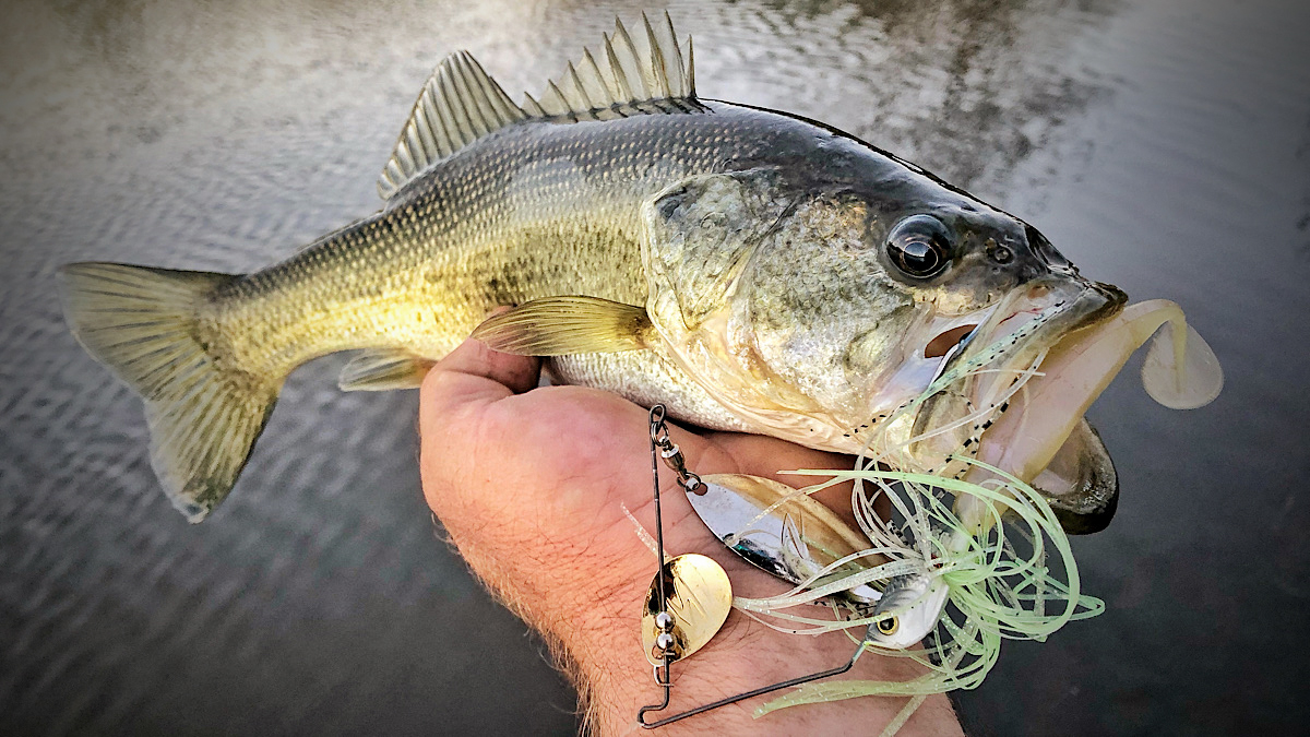 spinnerbait fishing lure in a fish mouth