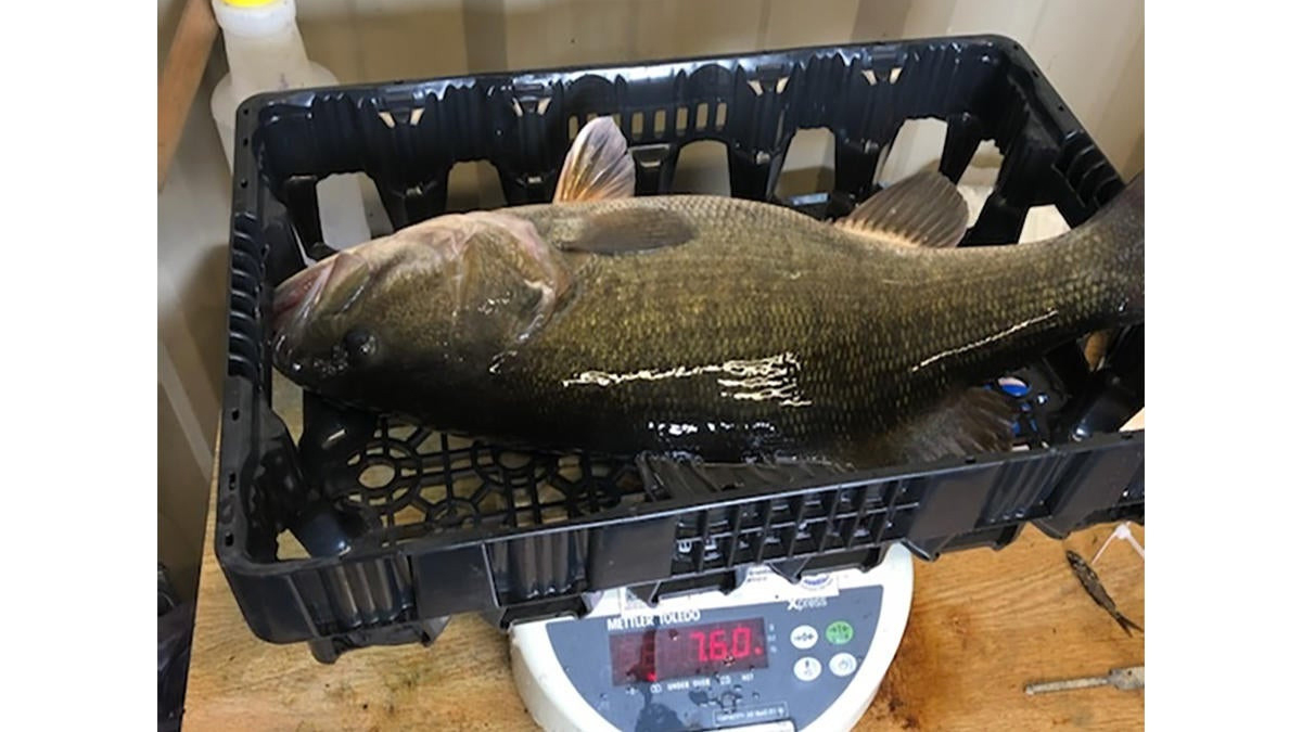 texas record hybrid smallmouth/largemouth hybrid bass