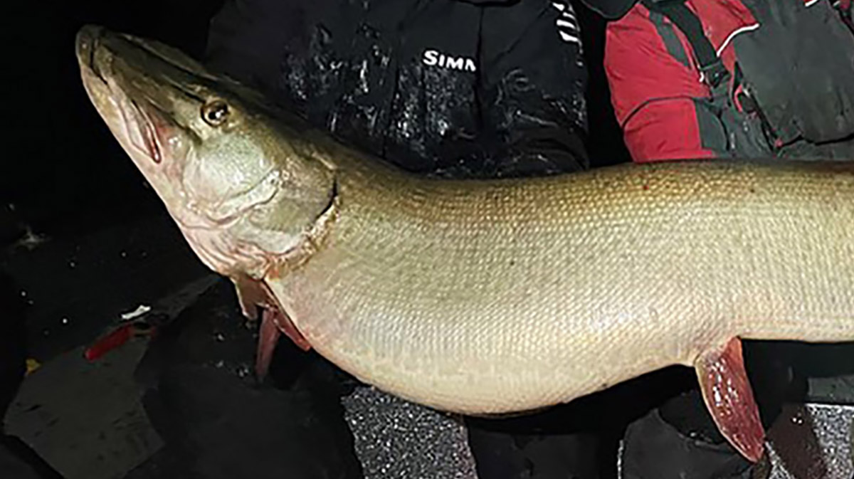 mn state fishing record muskie lead