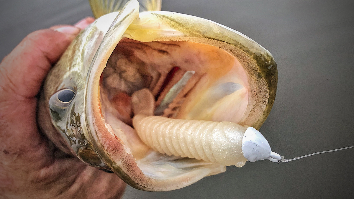 soft-plastic swimbait in bass mouth