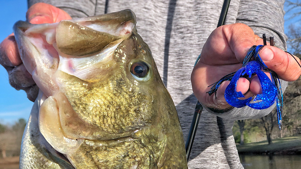 big bass caught on soft plastic crawfish lure