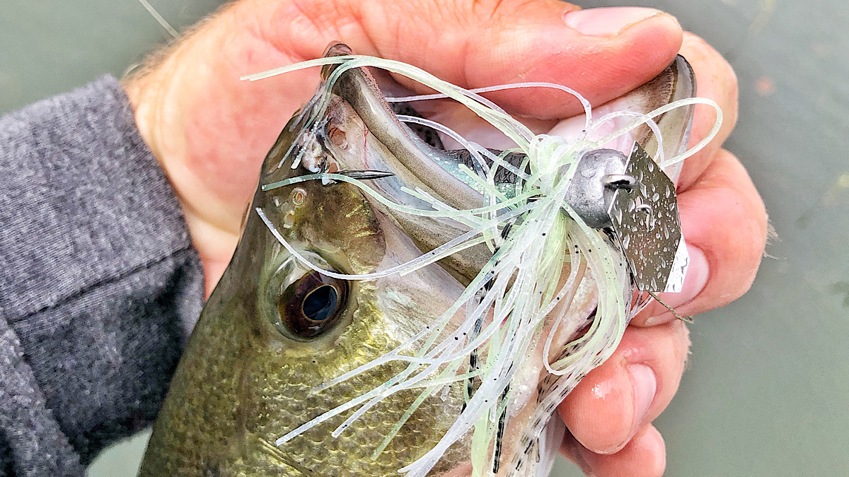 chatterbait in bass mouth