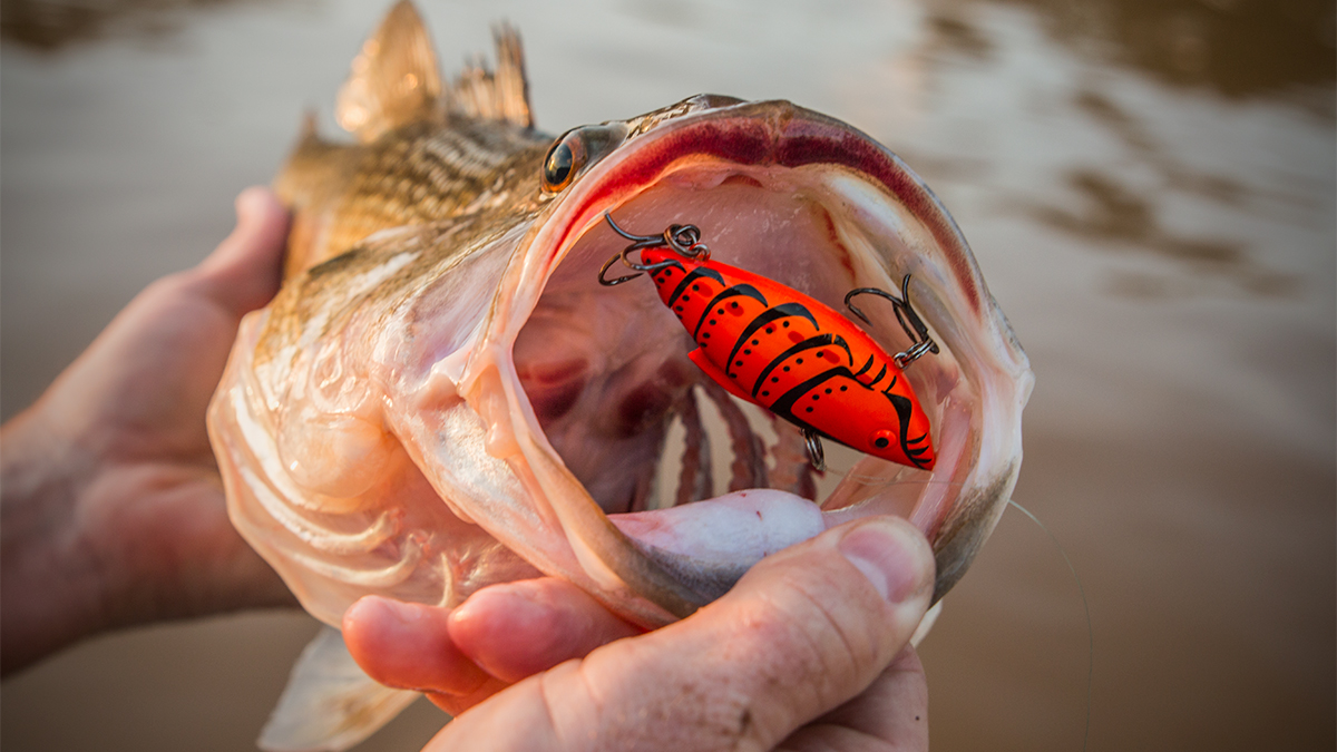 bass with lipless crankbait in mouth