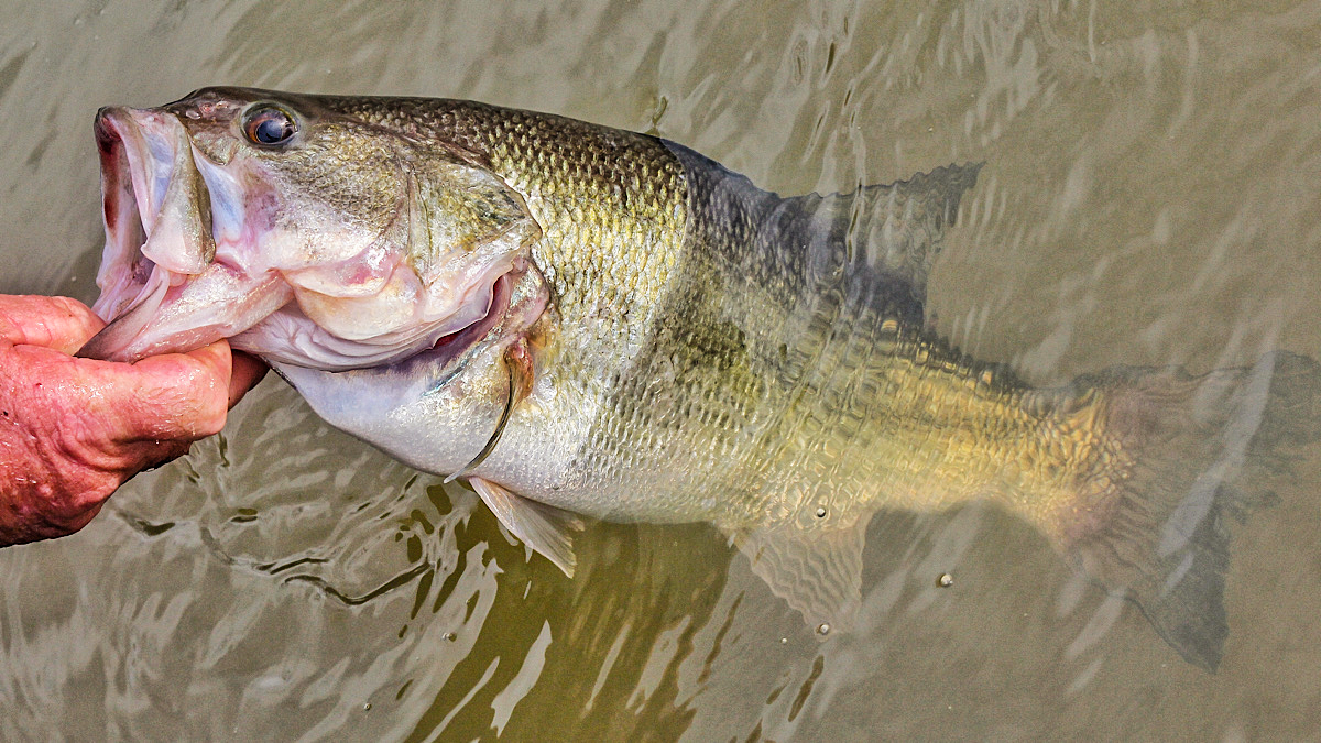 largemouth bass in water