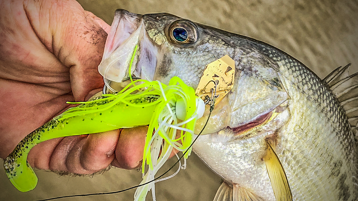 swimbait and chatterbait in a largemouth bass mouth