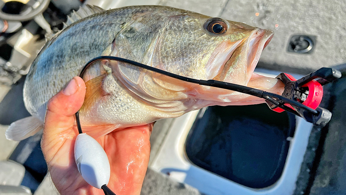 cull tag in bass mouth