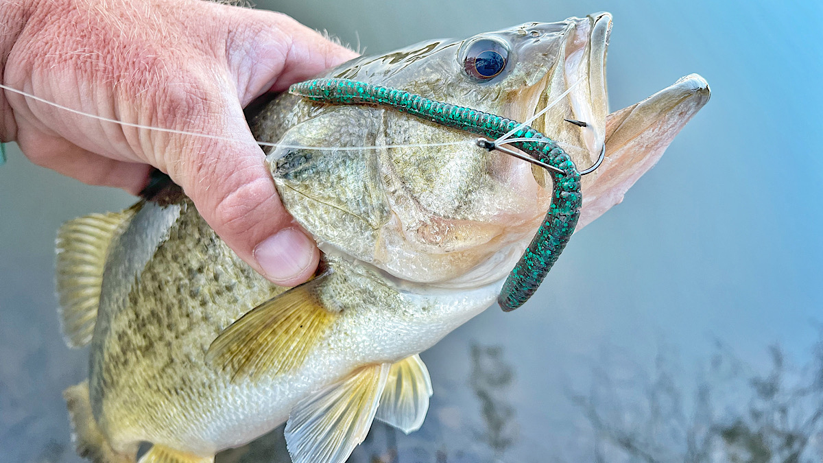 bass eats wacky-rigged bass fishing trick worm