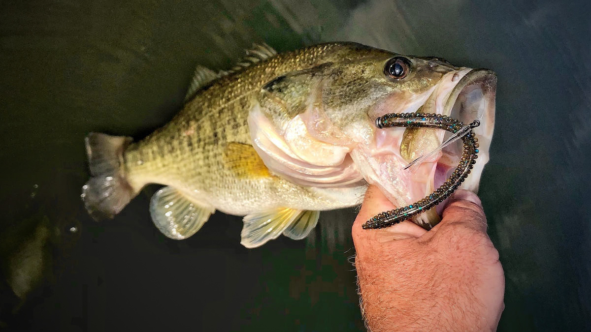 bass with wacky rigged worm in mouth
