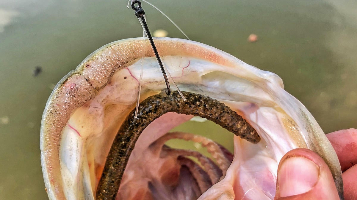 wacky rigged worm in bass mouth