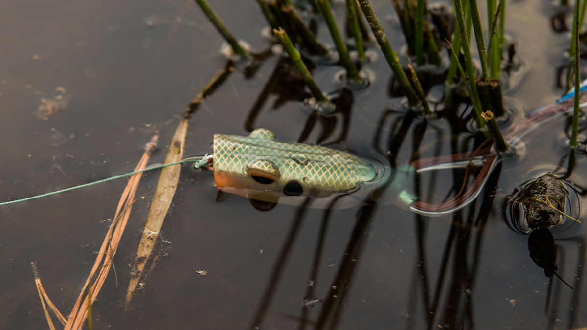 bass fishing frog in water