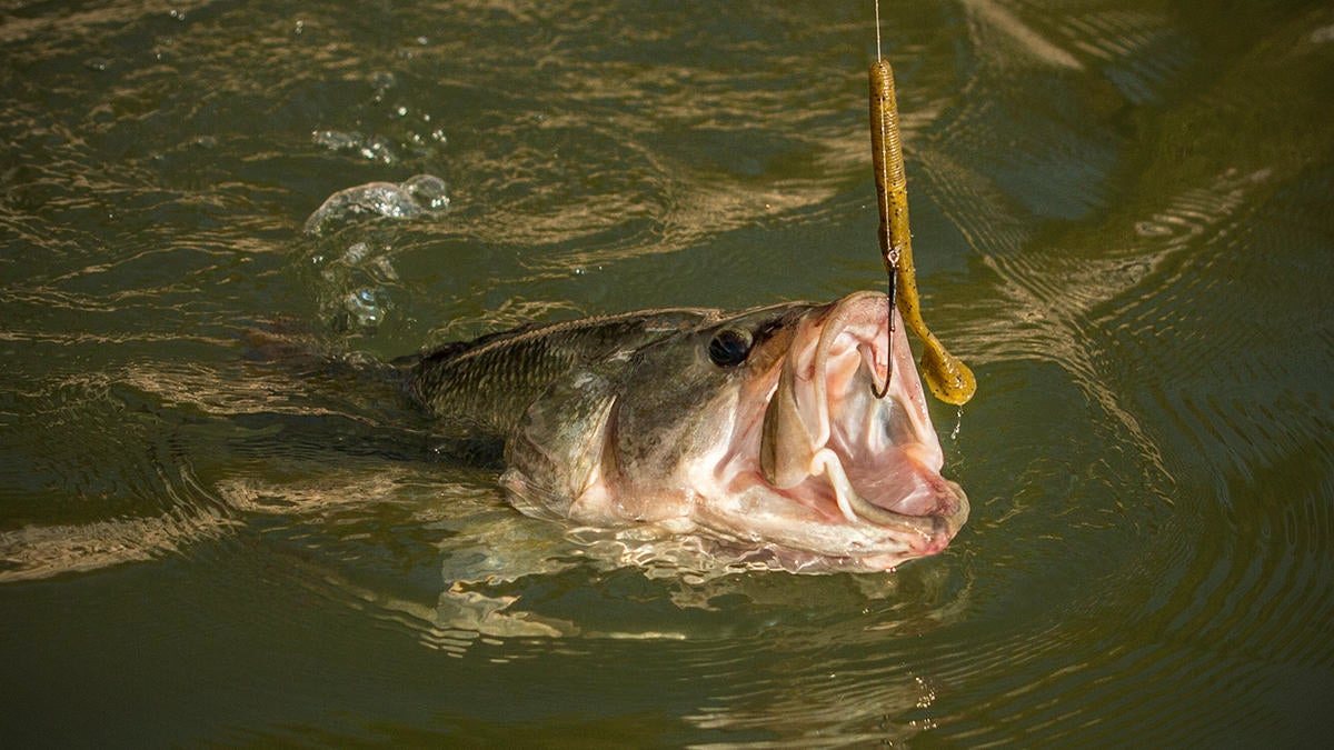 bass with swimming worm in mouth