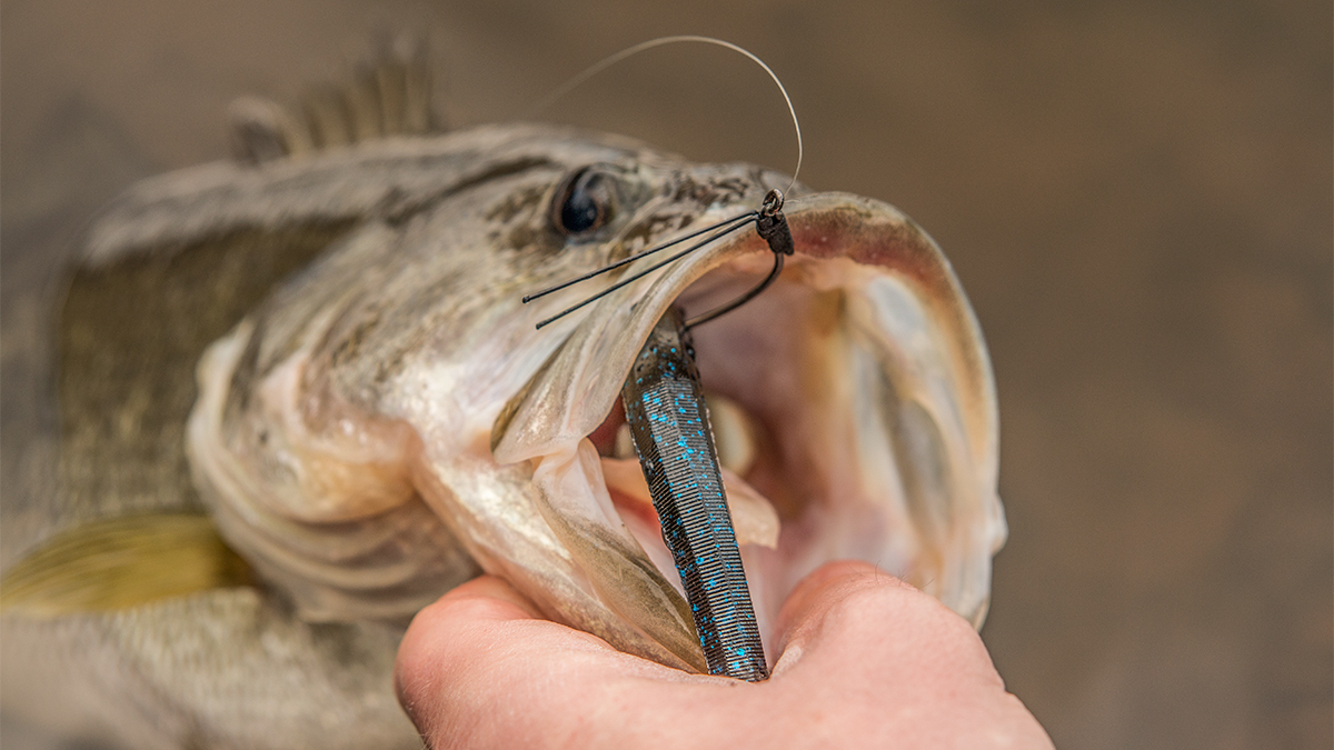 wacky rig in bass mouth