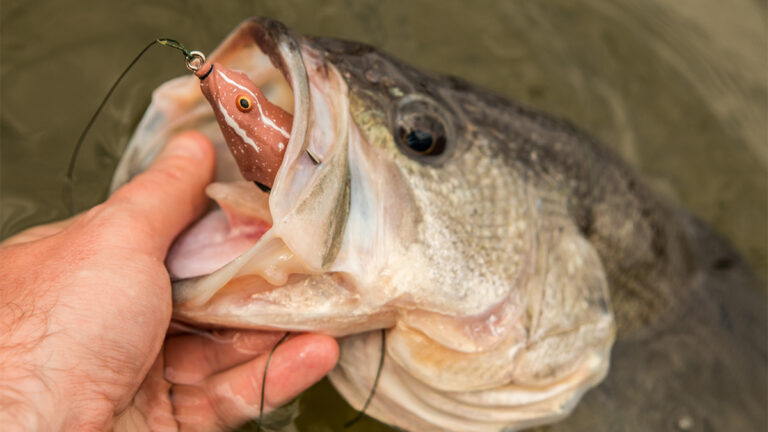 4 Overlooked Spring Bass Fishing Patterns